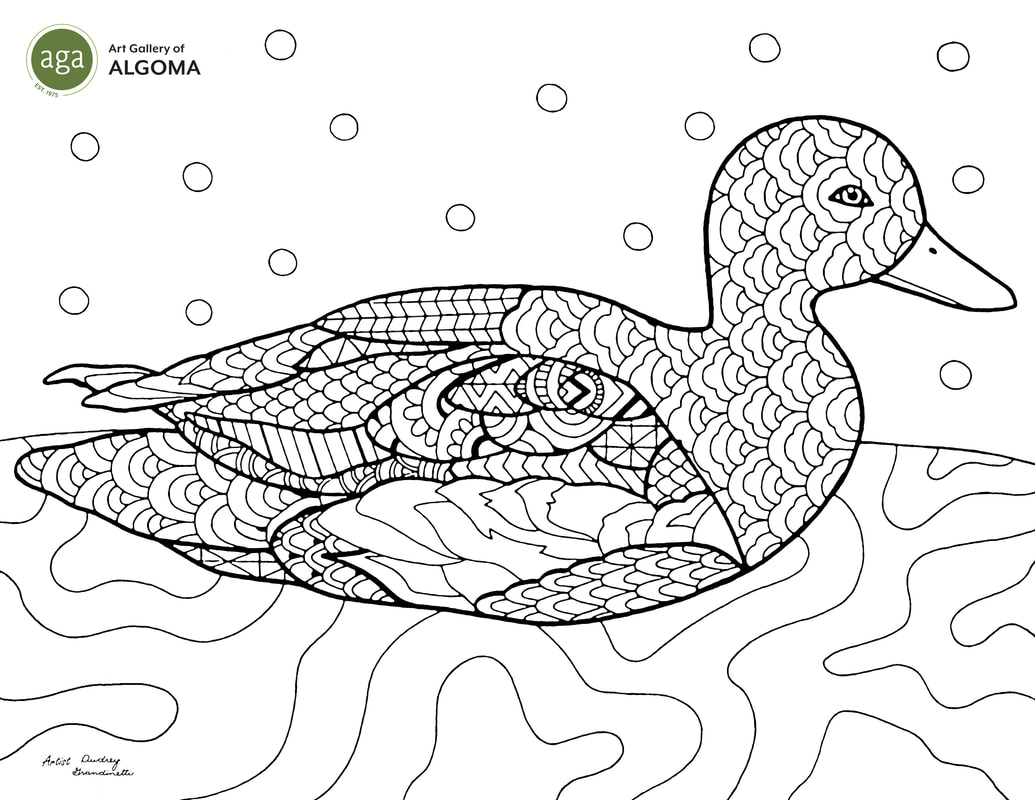 Mallard Duck colouring page.