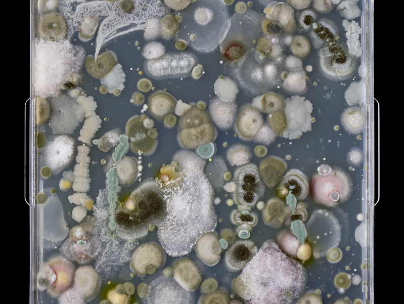 This is an image of a microbe culture swabbed from a palette used by Arthur Lismer.