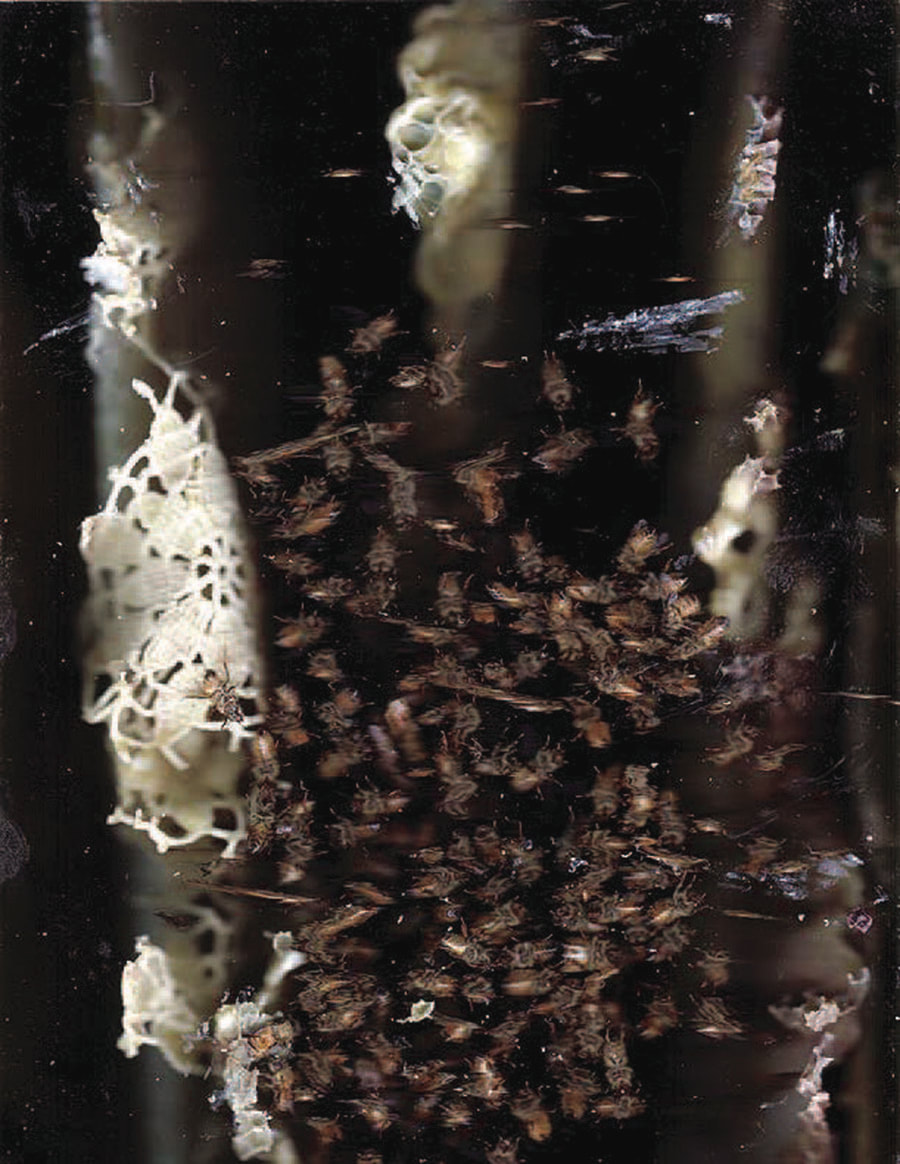Artwork by Aganetha Dyck and Richard Dyck. Title: Hive Scan 13. Chromogenic Print.