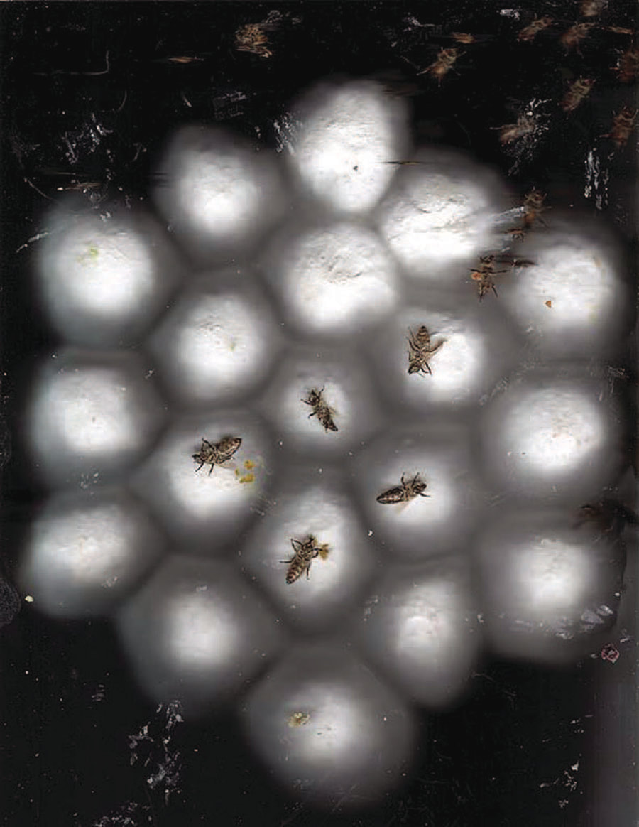 Artwork by Aganetha Dyck and Richard Dyck. Title: Hive Scan 14. Chromogenic Print.